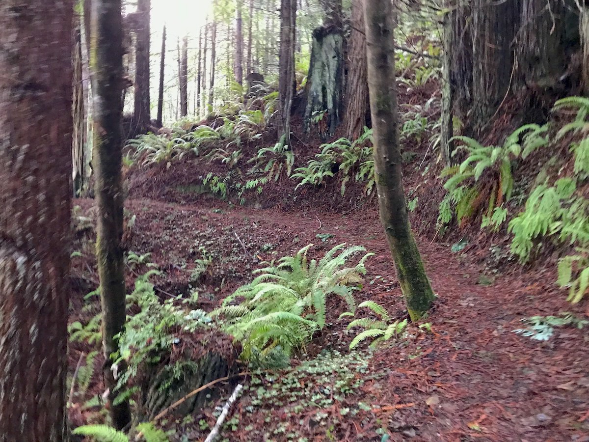 "Old Growth on the Elk River Trail"